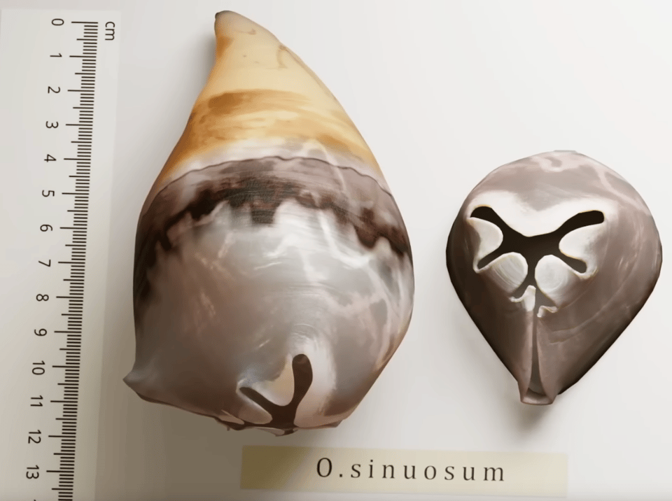 A still image from the video "More Oncocerida from Gotland" showing a color reconstruction of an early cephalopod shell. It is about 12 cm long, with a pleasing rounded pyramid shape, and a very strange shell opening with lots of loops and curves.