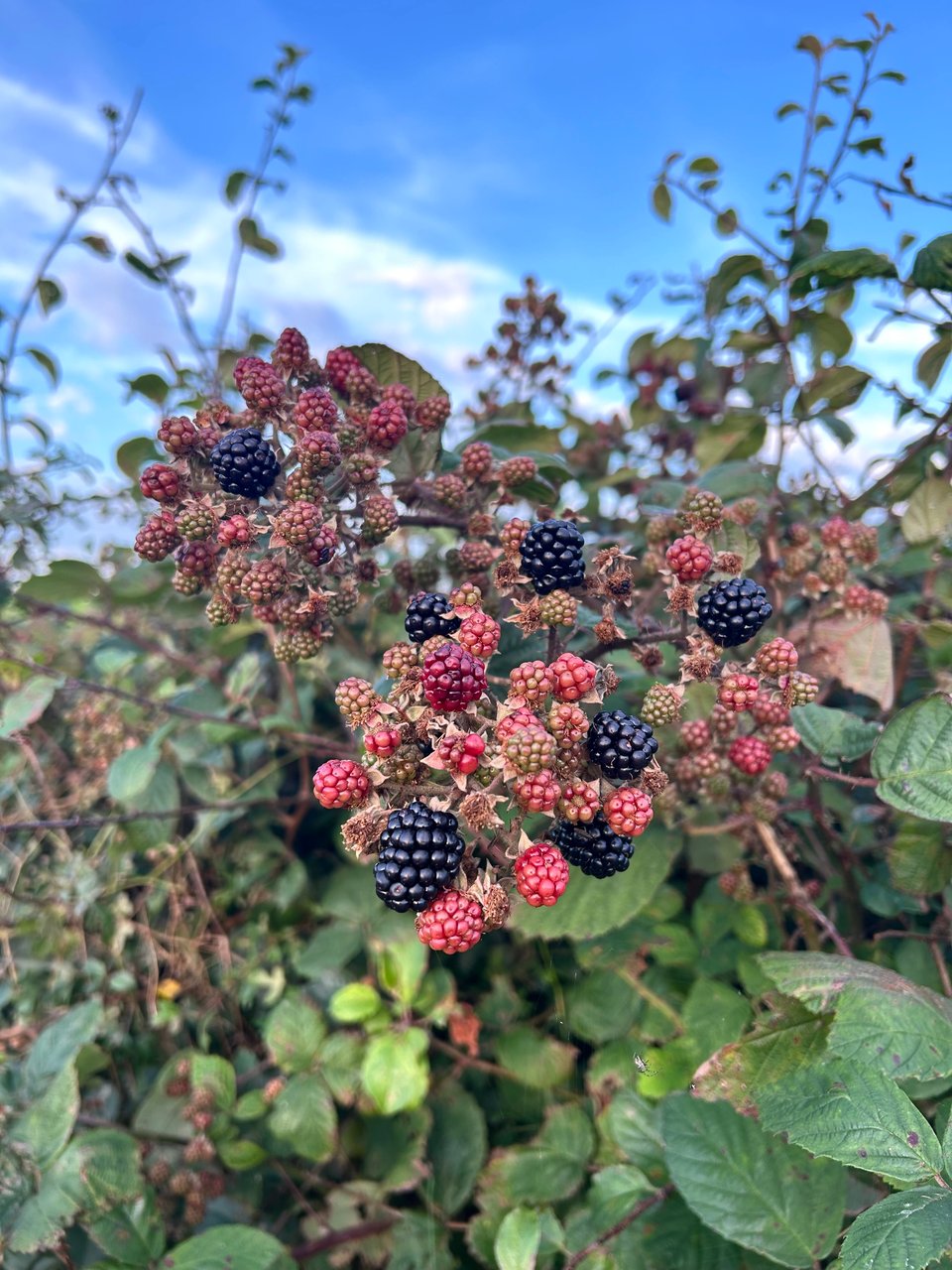 Pink and deep purple and green blackberries are ripening on a bramble thicket with blue sky above. Image by Rowan Ambrose