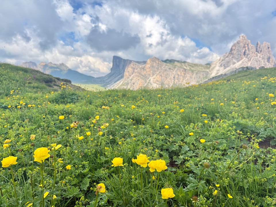 yellow flowers in the foreground with mountains in the background