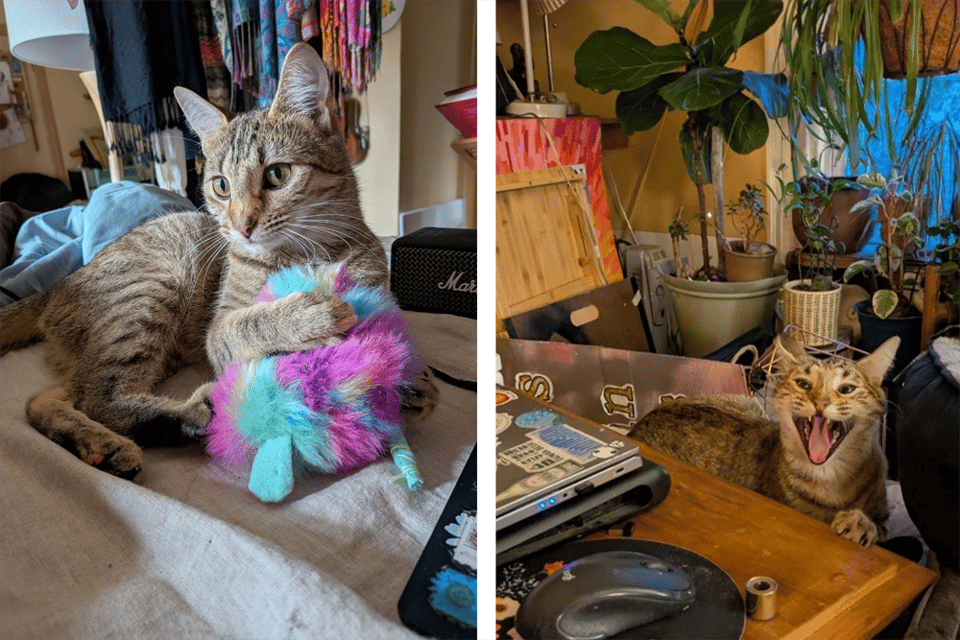 Two pictures of a cat; one hugging a rainbow rodent and the other making a toothy pre-yawn face.