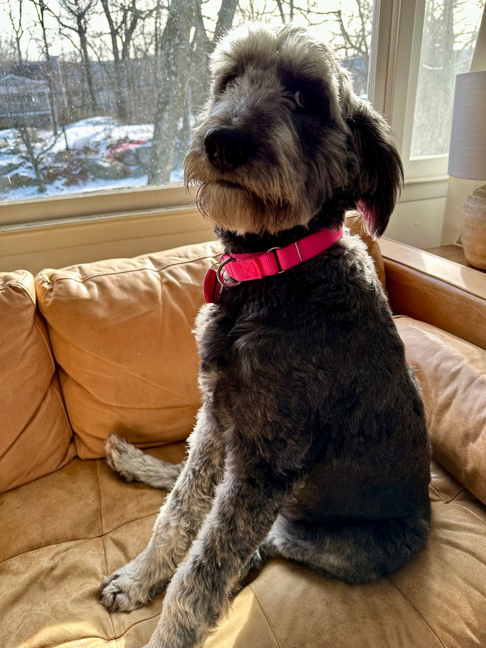 photo of gray aussiedoodle sitting up on a light brown leather sofa, backlit by morning sun
