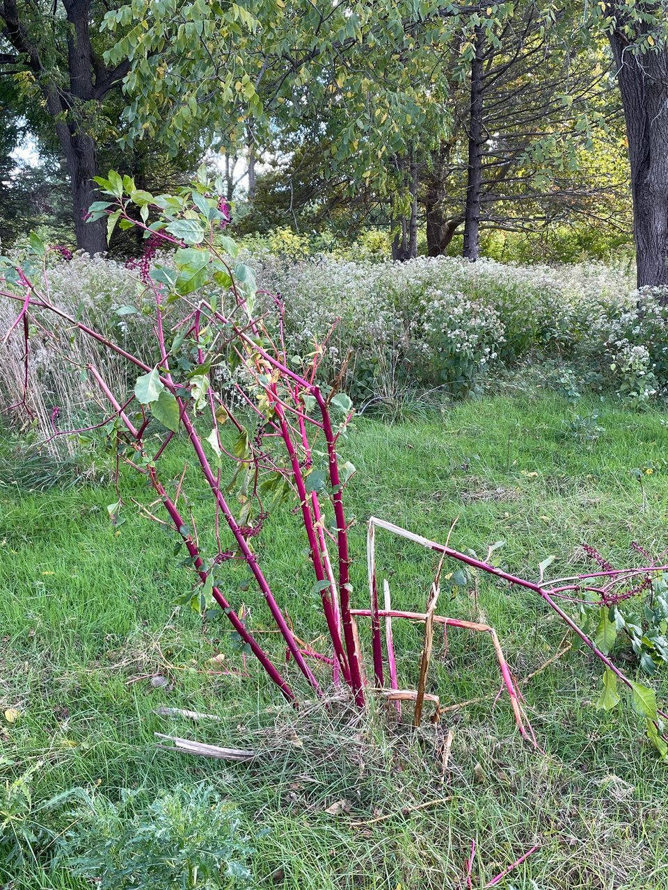 A plant with thorny, pink stems, similar to the purple plant from before.