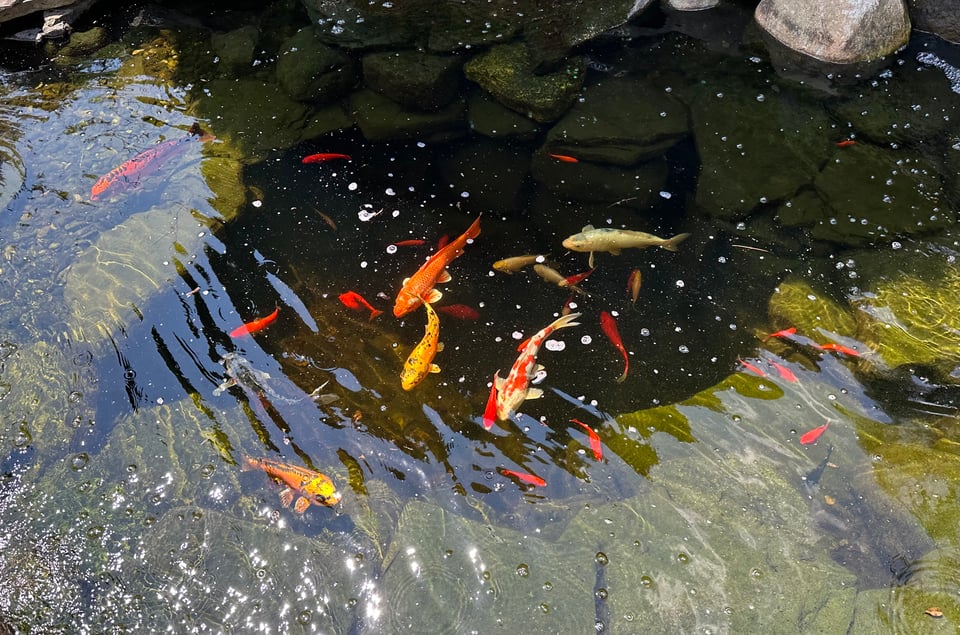 Photo of red, orange and gold fish swimming in a small rock-filled water feature