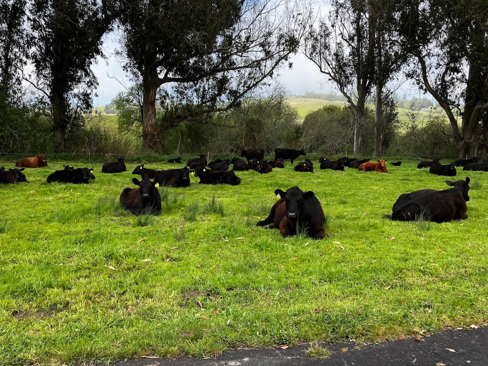 Our own herd of black and red Angus cattle, relaxing with full bellies on a foggy afternoon in green grass.