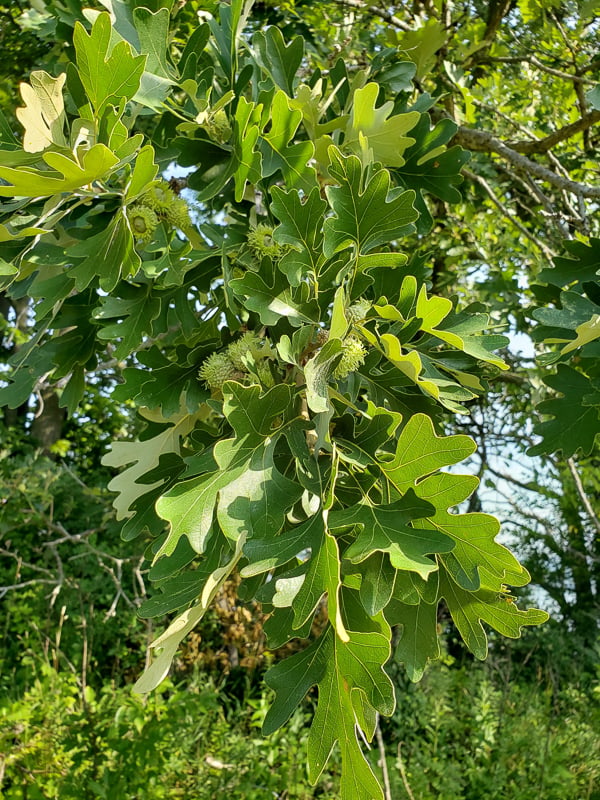 A bur oak (Quercus macrocarpa) with its shaggy capped acorns. / Photo by mediachef, August 2023, Frontenac State Park, iNaturalist.
