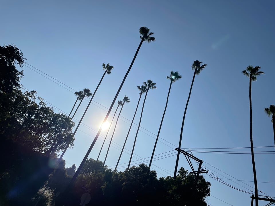 Rows of palm trees with their fronds freshly trimmed stand against a blue sky and a setting sun