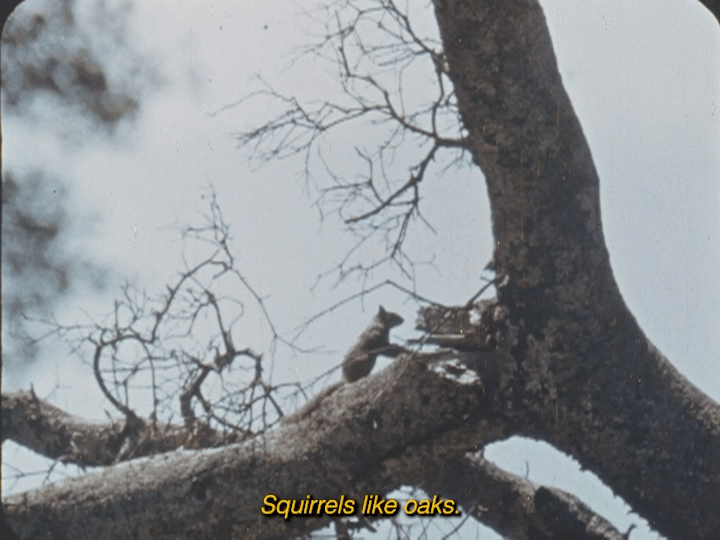 A screenshot of the film Oaks showing a squirrel in a tree with yellow subtitle text that reads "Squirrels like oaks."