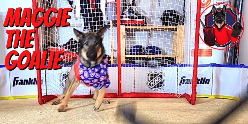 Maggie, a German Shepherd, in a hockey goal.