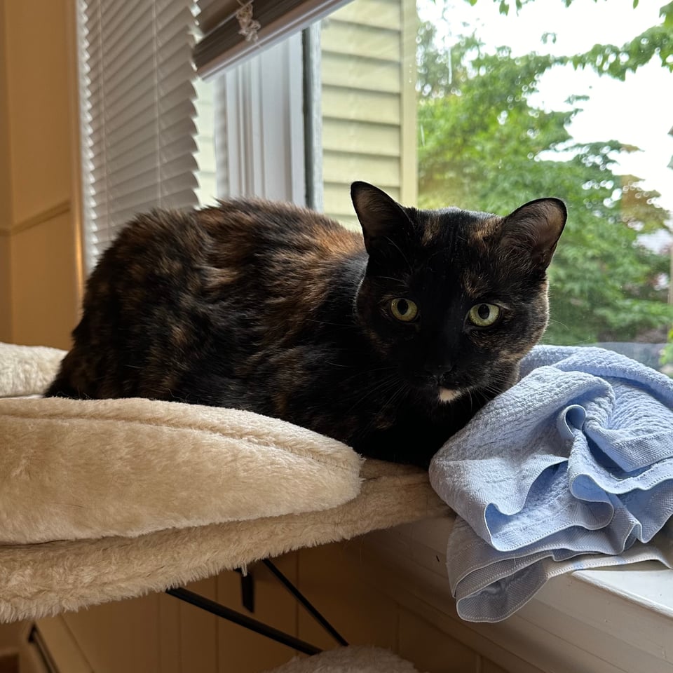 photo of brindle cat on a bed in a windowsill
