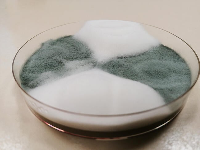 Cultures of Penicillium camemberti (white and cottony) and Penicillium biforme (greyish green) in a petri dish.