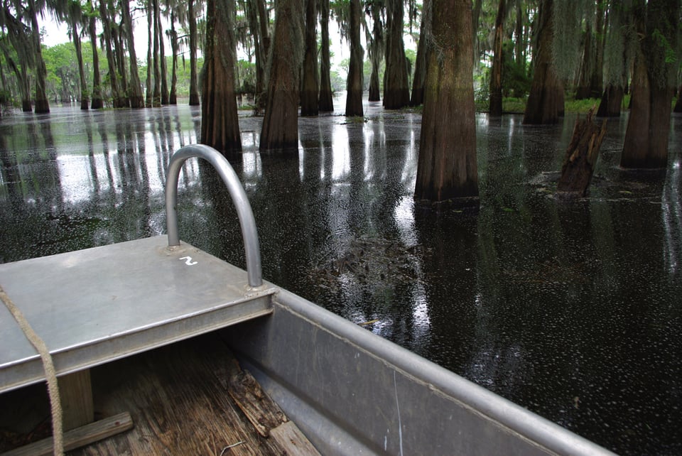 Photo of a cypress swamp taken from a dinghy boat