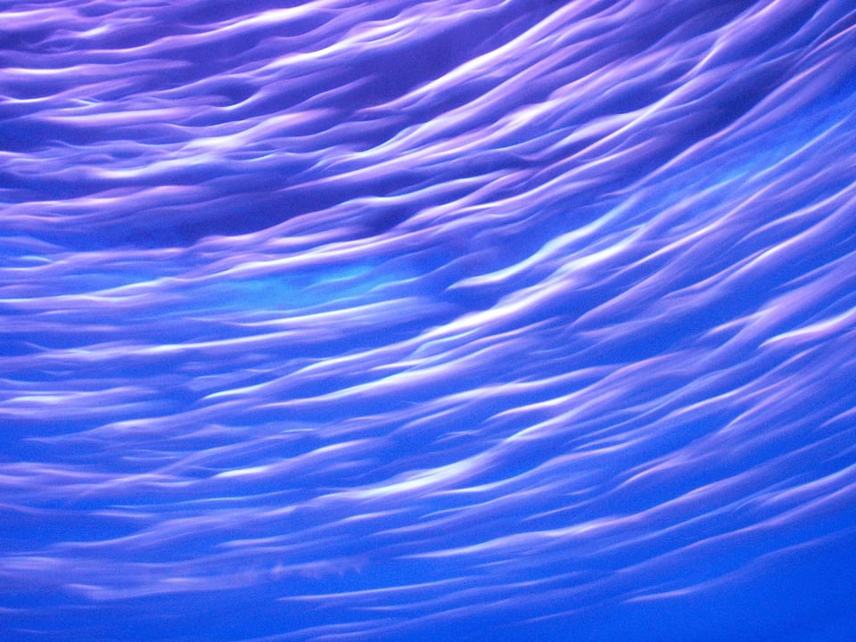 A smeared image of sardines swimming in a school, taken at the Monterey Bay Aquarium.