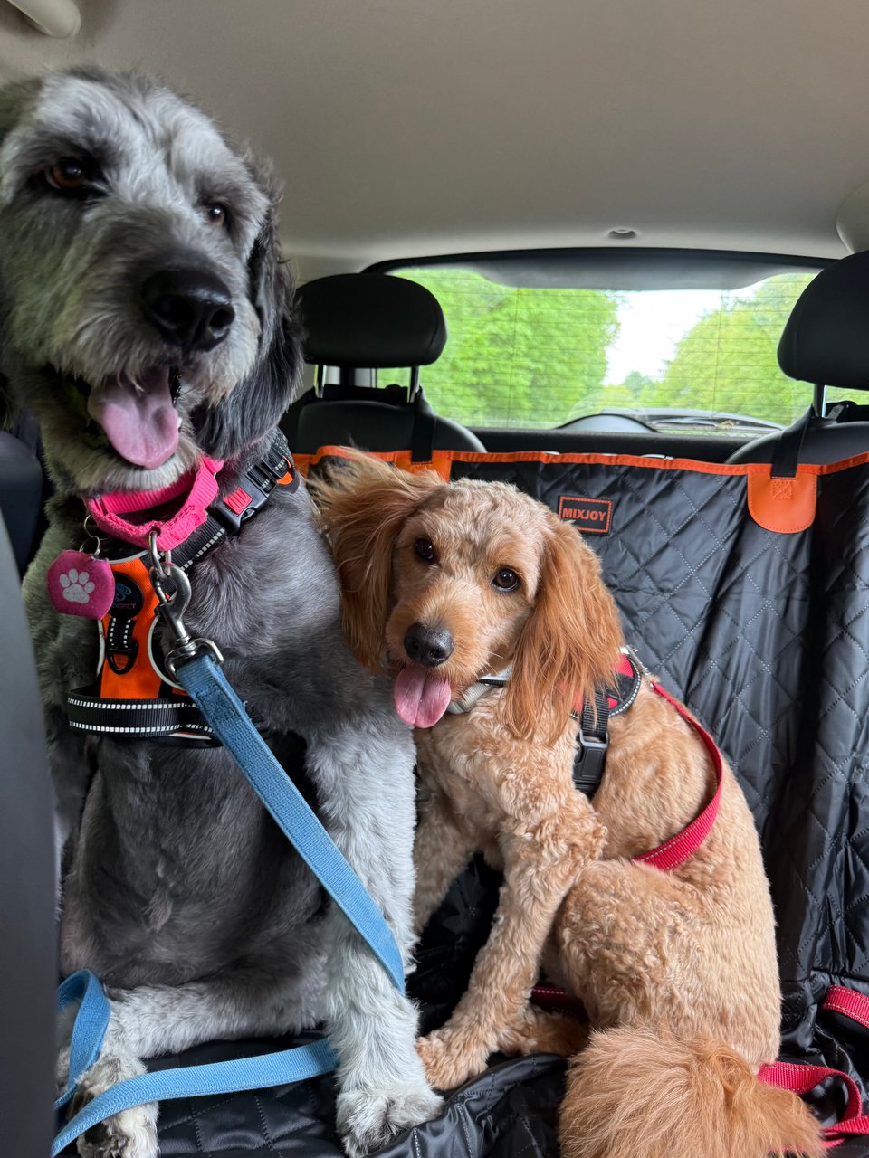 Photo of a gray aussiedoodle and a golden doodle in the backseat of a car, both buckled in safely, but smiling/panting