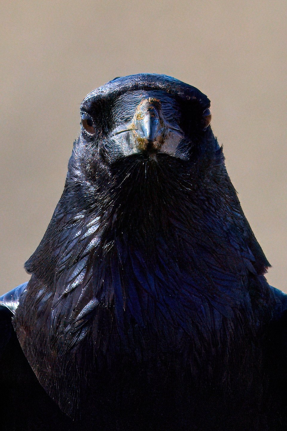 A black bird facing straight ahead as if it's getting a passport pic taken