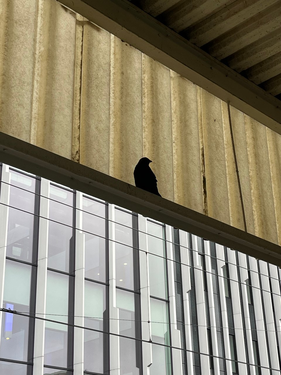 A photograph of a jackdaw taking shelter under the awning of a train platform.