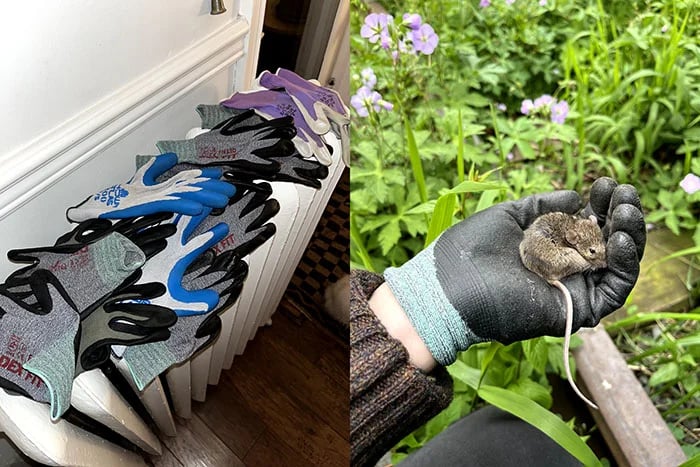 On the left hand side, a radiator covered with pairs of gardening gloves resting on top. On the right hand side, a gloved hand holds a tiny field mouse in the garden.