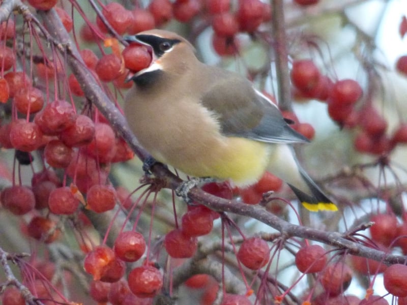 Cedar waxwings enjoy ripe crab apples. It’s not yet the time of year when frozen fruits and berries ferment and the cedar waxwings that feed on them get wildly tipsy and clearly guilty of flying while buzzed. / Photo by Bruce Ause