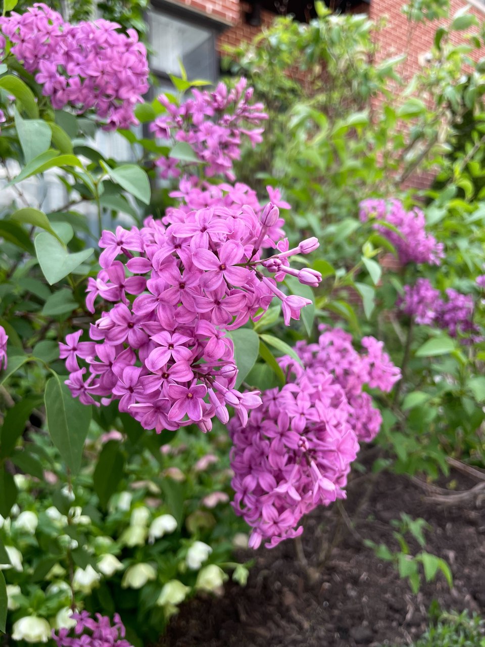A lilac bush with multiple flower spikes in a muted fuchsia pink.