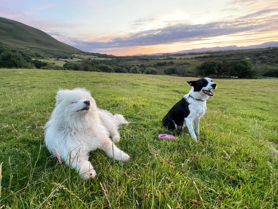 Colour photo of two contented dogs on a large hillside pasture with a mountain in the background, and trees and distant fields, and a grey and peach coloured evening sky as the sun sets behind a cloud.