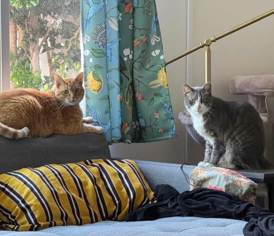 Two cats on a couch, a respectable distance apart, looking at the camera. One is orange and the other is gray.