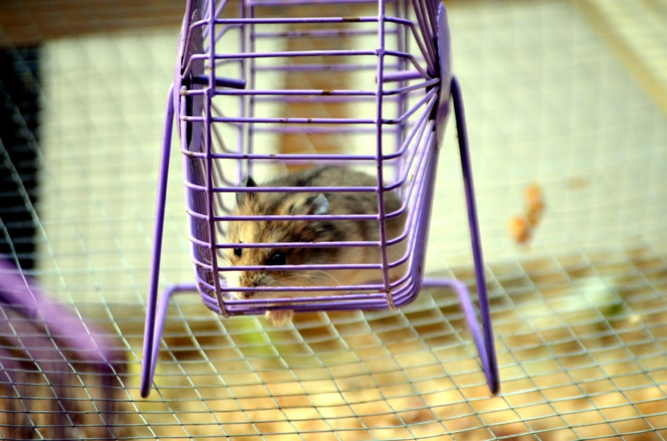 A hamster running on a wheel.