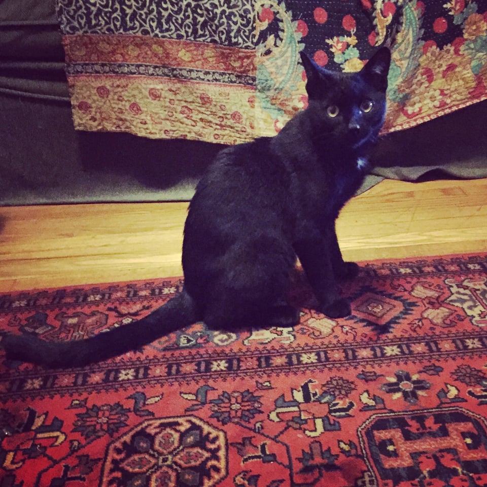 adorable black cat on red patterned rug