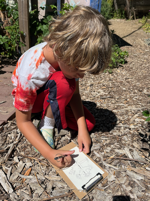 A school age child in a tie-dye t-shirt and red pants sqats on wood chips, drawing a picture in pencil of a plant with many clusters of seeds coming from a central stalk.