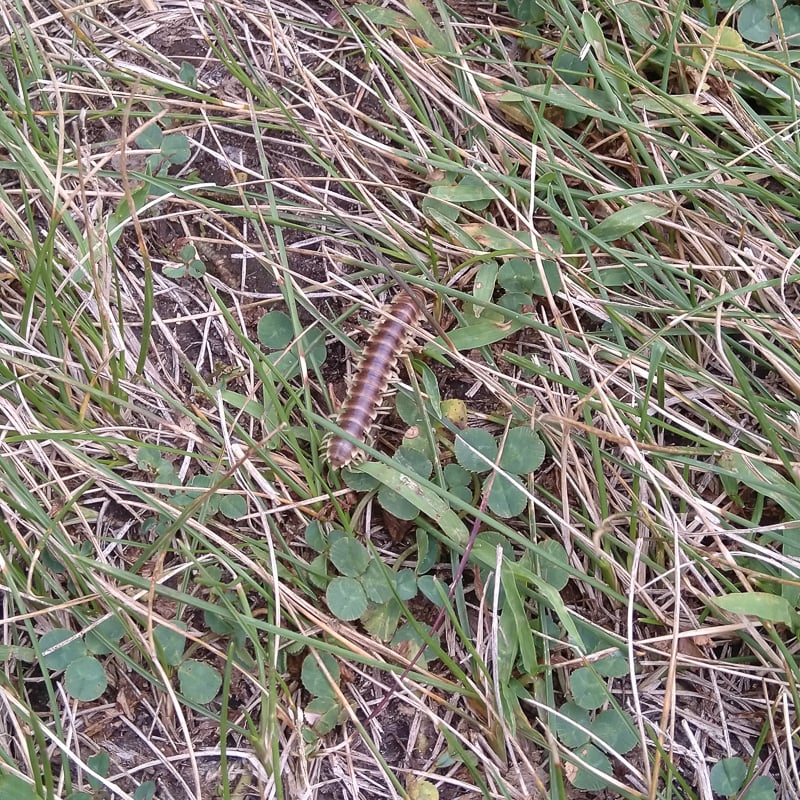 What’s in a name? According to Wikipedia, “Pleuroloma flavipes millipedes are occasionally observed in large aggregations of individuals where they appear to move en masse in a certain direction, hence the common name ‘wandering cherry millipede.’ In a report from 1950, an aggregation of about 6,000 individuals were encountered on a single bridge at McCormick's Creek State Park, Indiana.” / Photo by mmmiller, Frontenac State Park, July 22, 2020, iNaturalist.