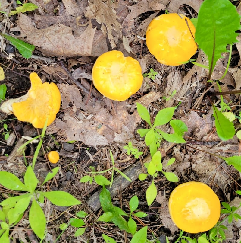 Chanterelles (Cantharellus cibarius) are high cuisine, and such a joy to find. They mostly checked out during last year’s drought, but now are back in abundance. Where to look for them? Anywhere you see a lot of oak trees, especially if said oaks are close to pines or spruces. If you glance down as you walk a trail and see a line of circles that look like bright egg yolks, you’ve found some chanterelles. Lucky you! We found a few in late June, but were concerned to discover that they were quickly sodden and bug-ridden in our relentless rains. Here’s hoping July will dry up a bit. Chanterelles grow well into July, sometimes even into August. Here’s hoping you find a few to turn a dinner or two into delightful haute cuisine! / Photo by Pamela Miller