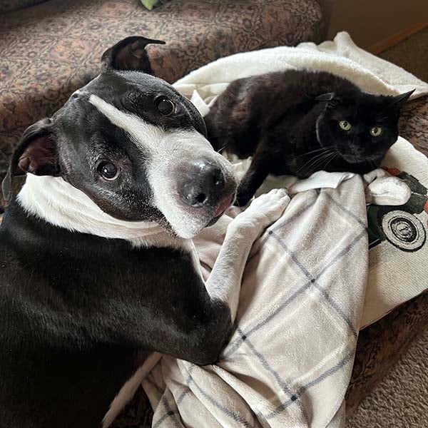 two adorable pets looking up at the camera, a black and white pitbull named Milo and a black cat named Kabudle.