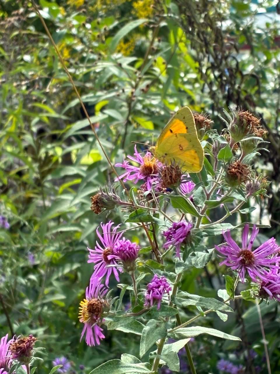 Bright yellow butterfly on purple flowers.