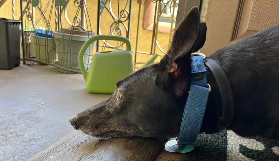 Riley in profile, her chin resting on the threshold of the front door, ears perked up, looking outward. Her collar and tags rest on the ground, just indoors. From the side, she doesn't look quite as long, and her ears are tall.