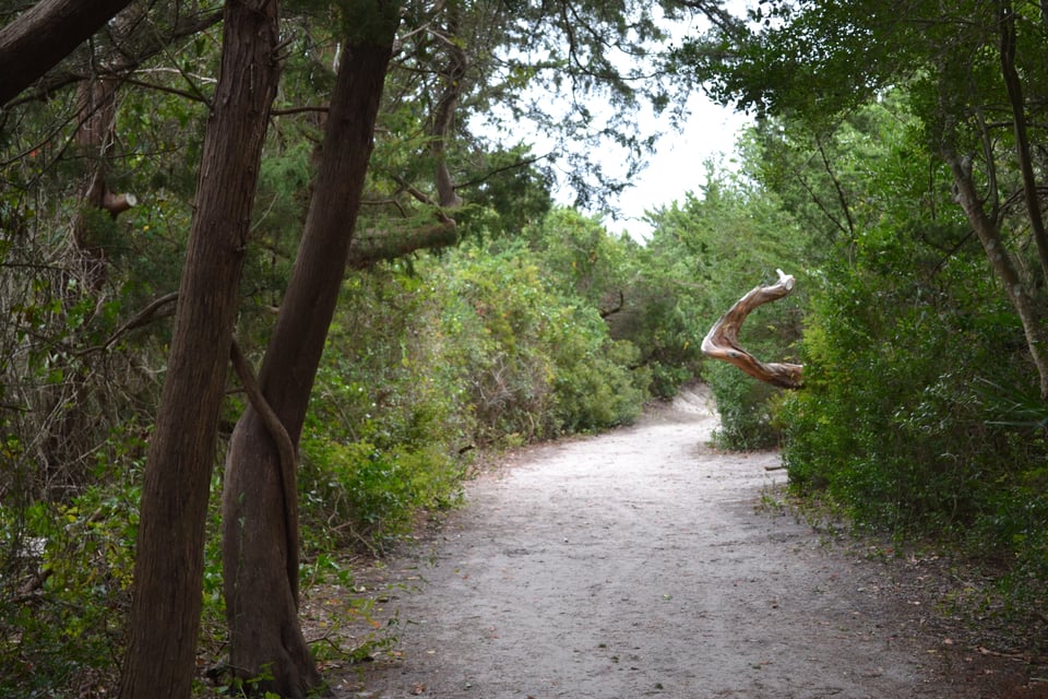A wide trail that runs through bushes and trees, with a twisted branch partially blocking it.