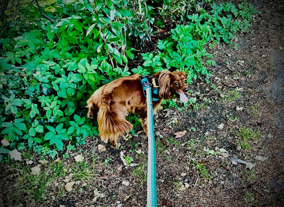 A cute dog sitting on an (unseen) butterfly in the woods.