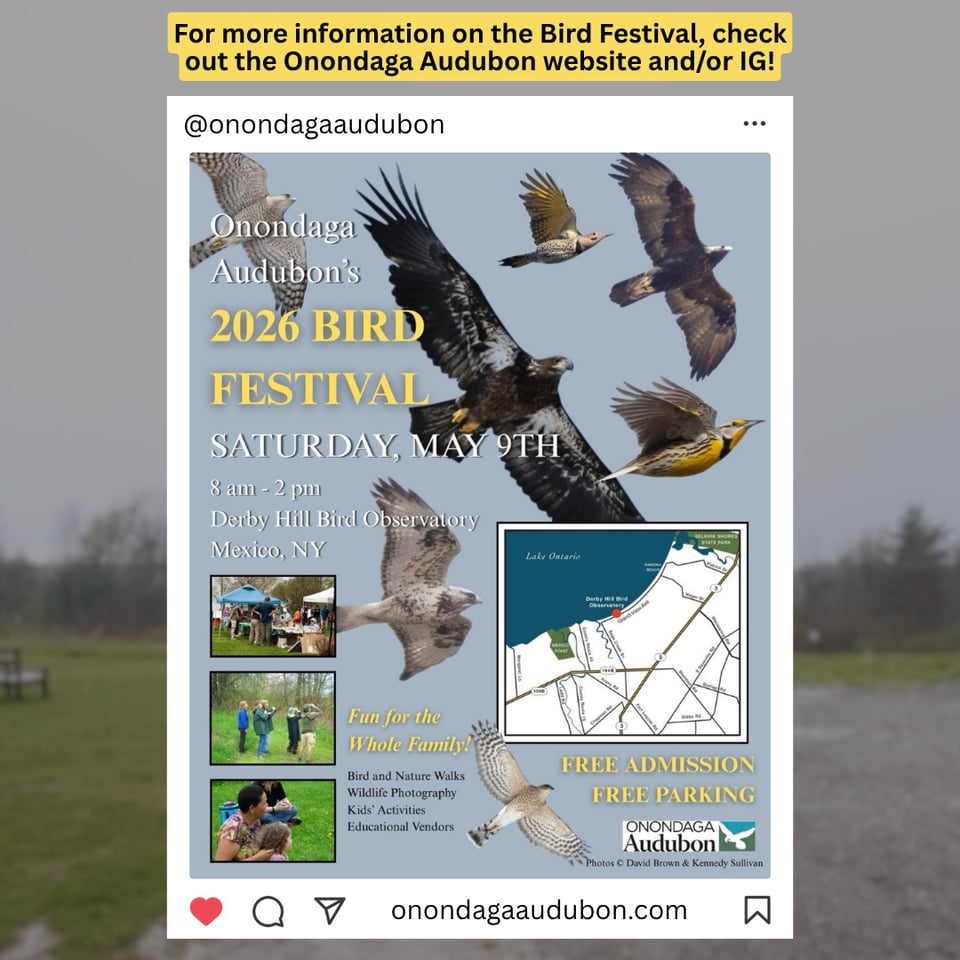 For more information on the Bird Festival, check out the Onondaga Audubon website and/or IG!
@onondagaaudubon
Onondaga Audubon's
2026 BIRD FESTIVAL
SATURDAY, MAY 9TH
8 am - 2 pm
Derby Hill Bird Observatory Mexico, NY
Lake Ontario
Fun for the Whole Family!
Bird and Nature Walks
Wildlife Photography
Kids' Activities
Educational Vendors
FREE ADMISSION FREE PARKING
ONONDAGA Audubon
Photos David Brown & Kennedy Sullivan
onondagaaudubon.com