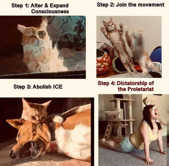 4 panels. 1st panel reads: Step 1: Alter & Expand Consciousness over a photo of a cat through a warped glass door that makes the image surreal looking. Second panel reads: Step 2: Join the movement, over a photo of 2 cats leaping into the air side-by-side. Third panel reads: Step 3: Abolish ICE, over a picture of a cat biting on the side of a dog's face. The dog it lying on its side and protesting the attack. 4th panel reads: Step 4: Dictatorship of the Proletariat, above a photo of a ginger cat jumping on a woman's head and attacking while she's attempting to do yoga.