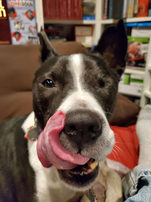 A happy black and white pitbull mix dog licks his chops