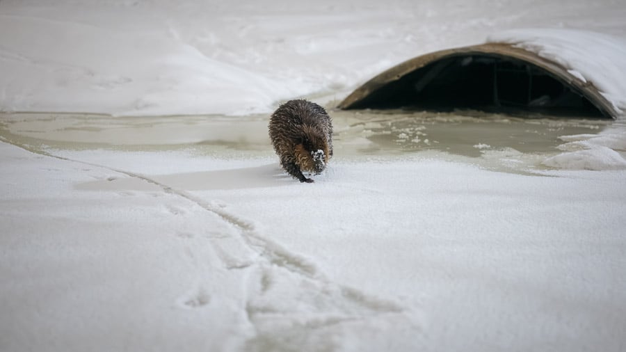 02 - Beaver emerging from culvert
