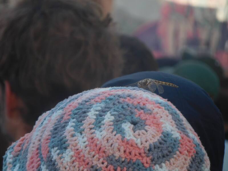 The heads of people in a crowd, viewed from the back. In the foreground, a dragonfly is resting atop someone's knit cap.