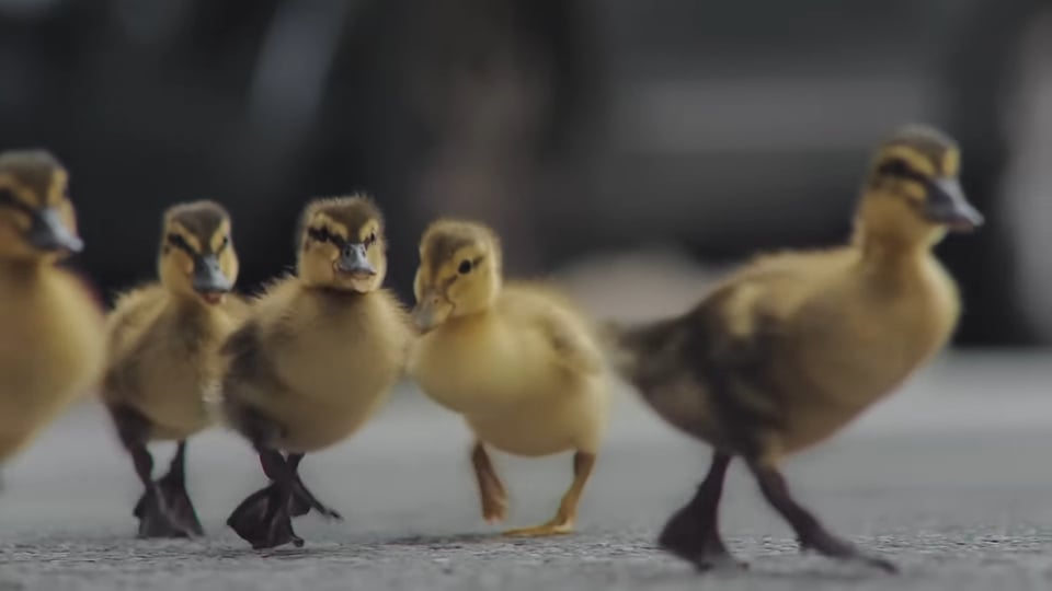 Ducklings