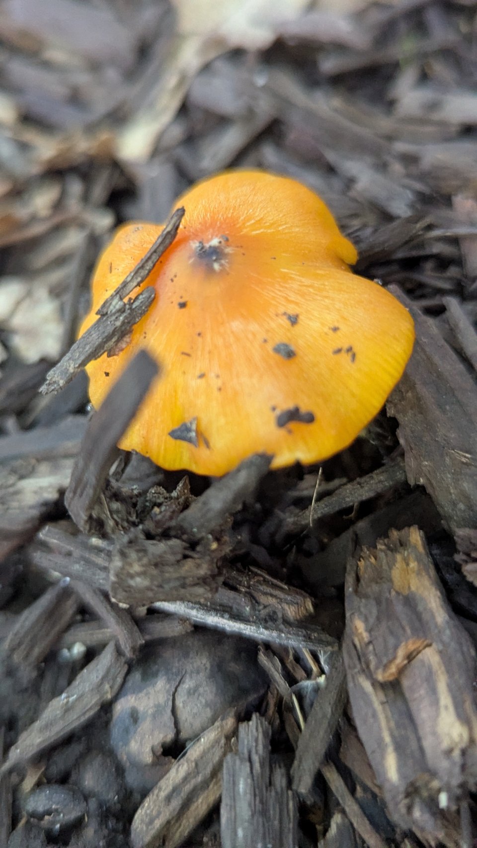 A yellow waxy mushroom cap coming out of a pile of twigs.