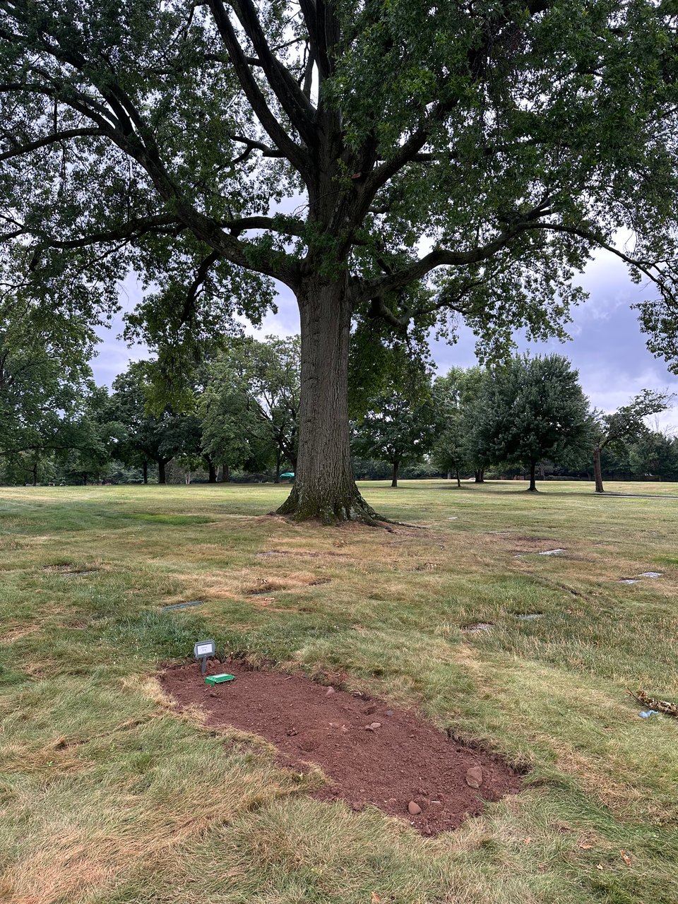 Photo of a recently buried grave, with two small temporary markers at the head, with a large tree a few feet behind, and many more trees in the background