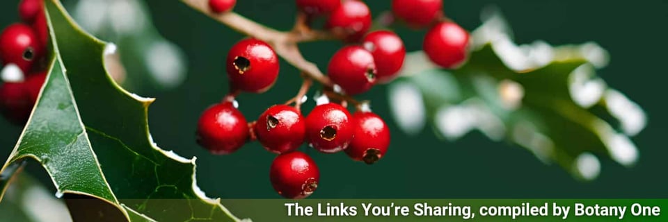 Red holly berries against a background of green leaves.