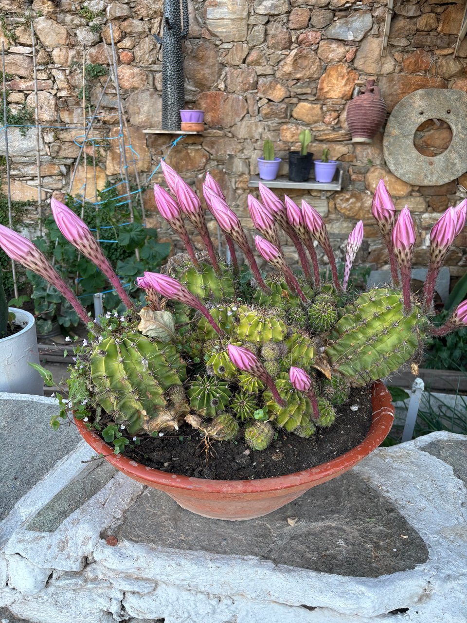 spiky cactus in a shallow terracotta pot on a ledge with alien-looking pink flowers bursting up out of it