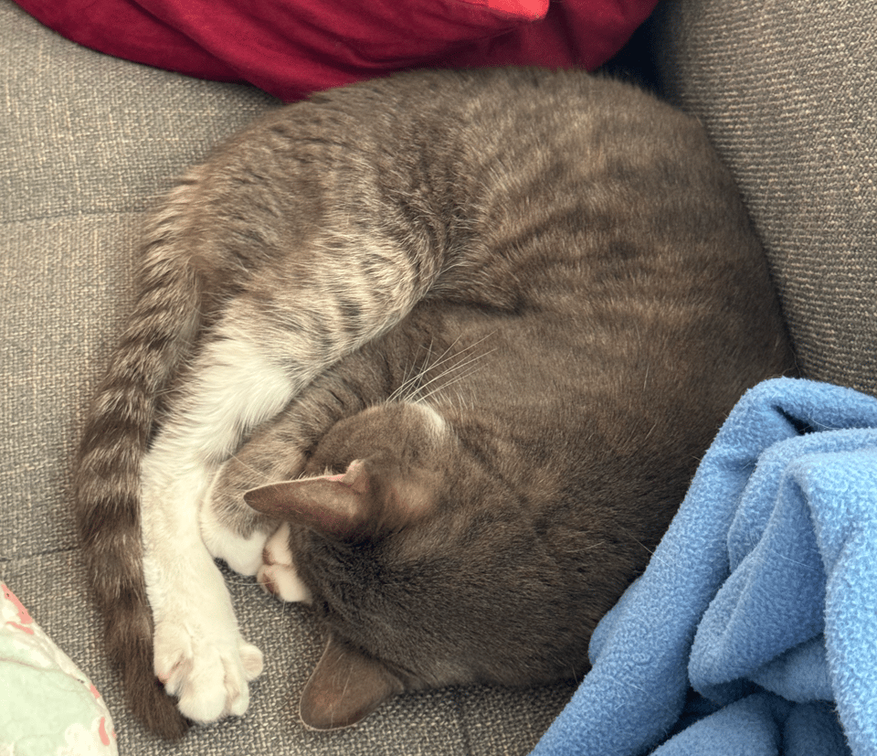 A gray cat curled up in a ball on a couch. Also very handsome.