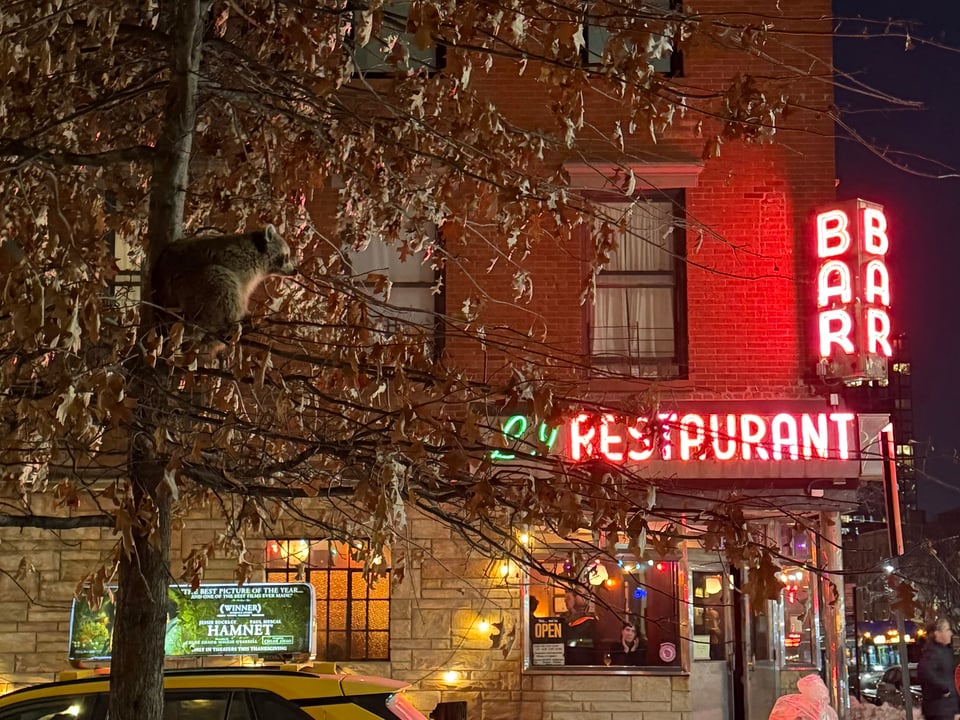 a photo of a plump raccoon in a tree outside of Long Island Bar