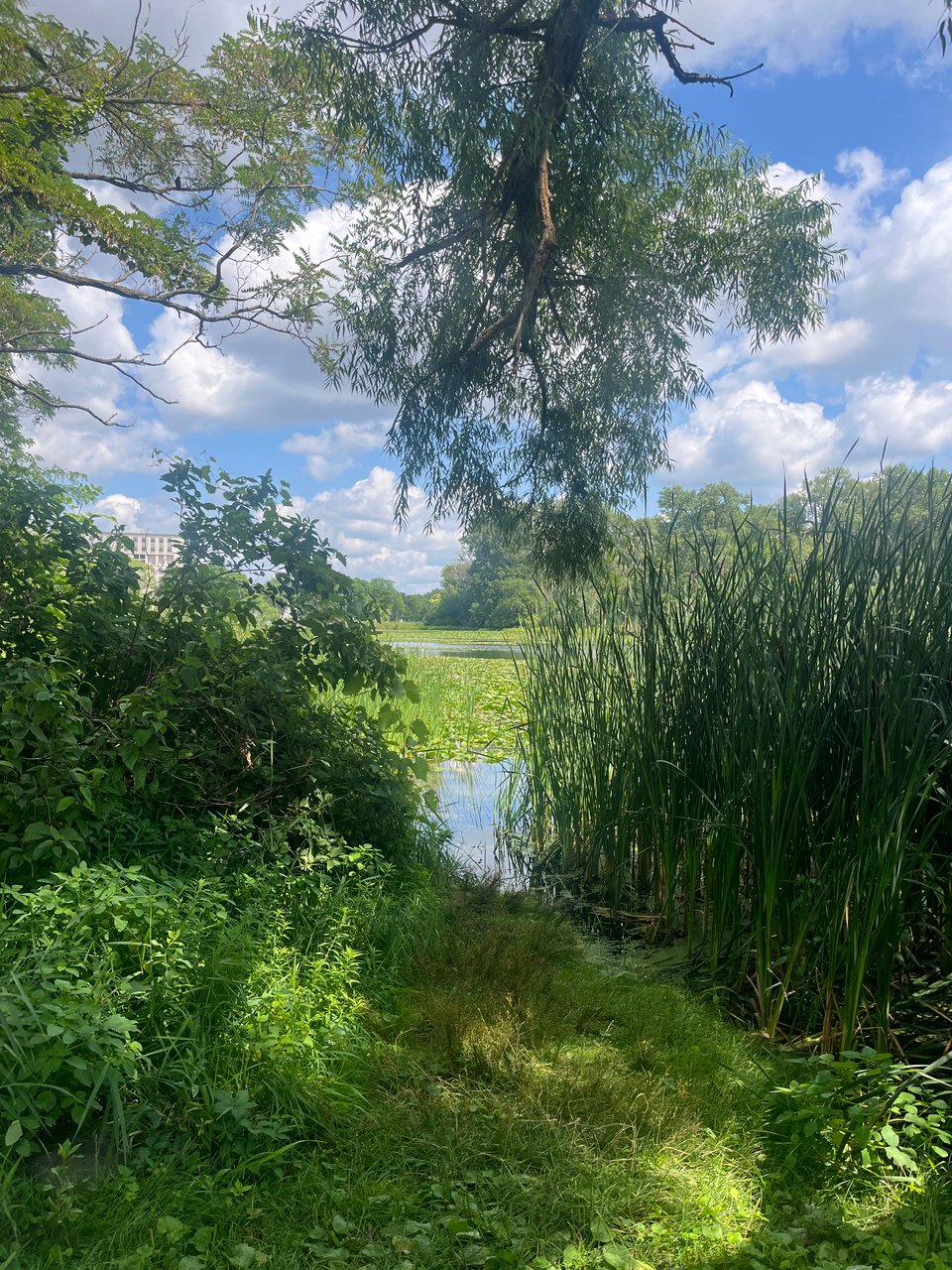 view of the lake covered in lily pads glimpsed through tall green grasses and foliage, with leafy branches bending over into view