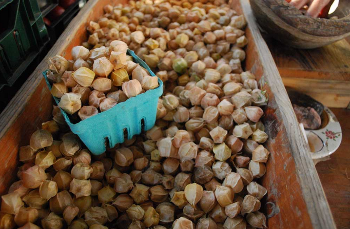 A large trough holds hundreds of small, brown lantern-shaped flora. A green moulded basket sits on top of them.