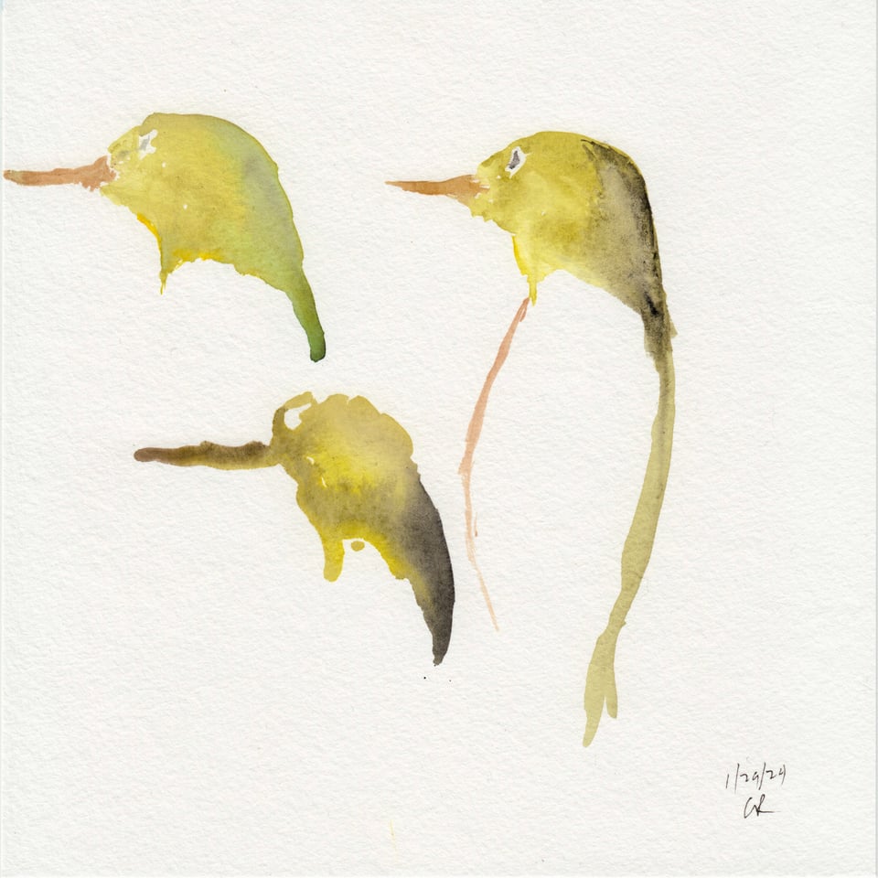 Loose watercolor drawings of a Japanese White-Eye bird.