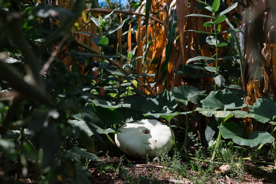 a beautiful pale green/white winter squash